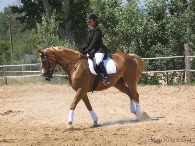 Jument Oldenbourg inscrite à l\