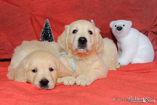  Magnifique Golden retriever