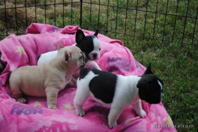 Bouledogue français lof