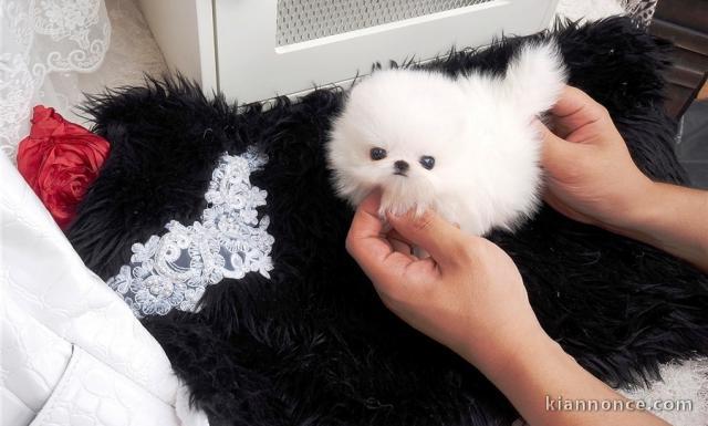 chiot poméranien disponible