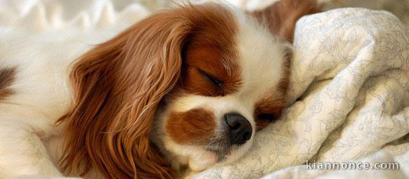 chiot cavalier kings a donner