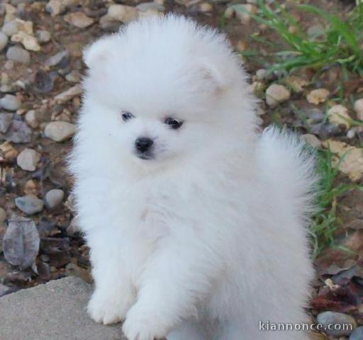 Donne : chiot SPITZ NAIN COULEUR BLANCHE