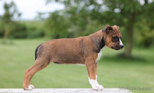 Chiots American Staffordshire Terrier