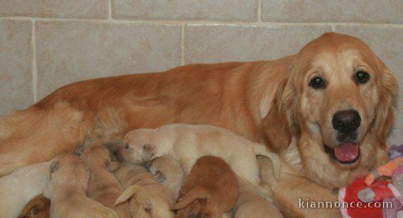 waouh!! Super Chiots Golden Retriever à réserver