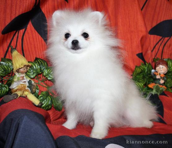 Chiot Spitz  une femelle non lof 