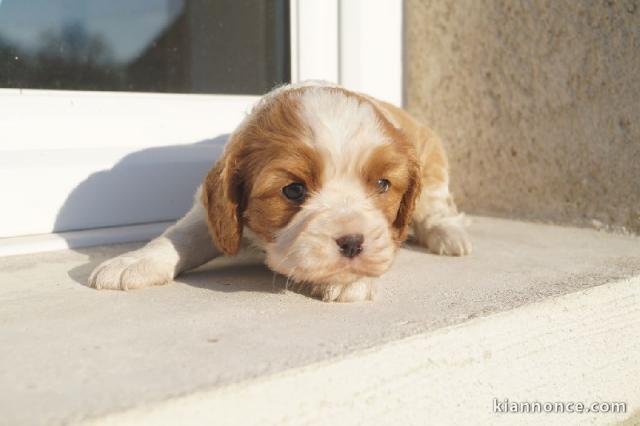  Chiot type   cavalier charles king a donner
