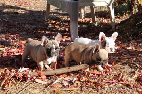 Incroyable Chiot Bouledogue français lof
