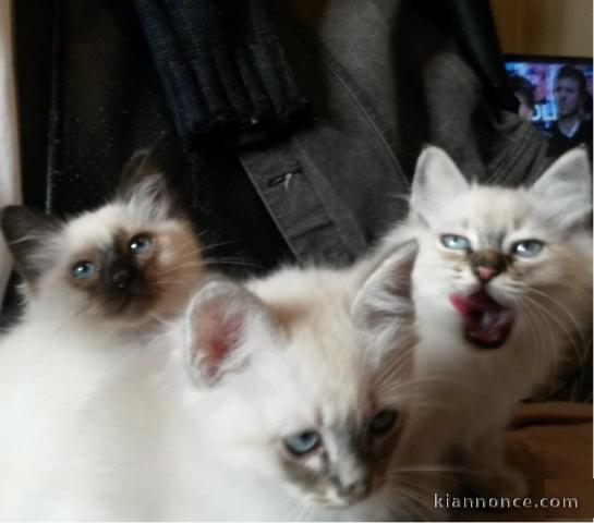 Chatons Sacre de Birmanie avec pedigree LOOF 