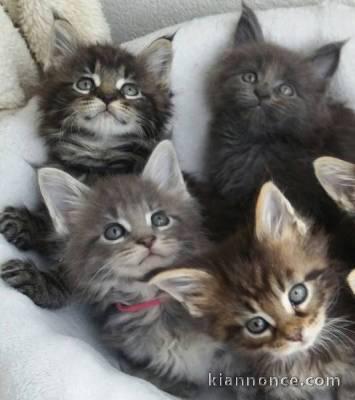 Superbe chatons femelle et Mâle maine coon LOOF