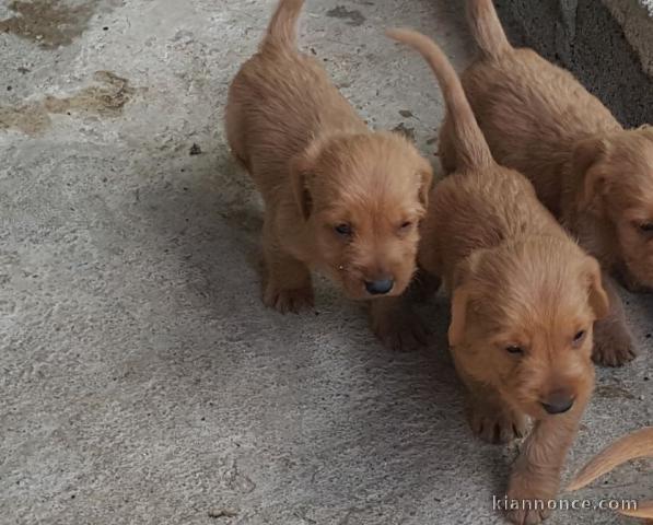 À reserver chiot basset fauve de bretagne