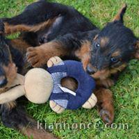 02 chiots Airedale disponible de suite pour adoption