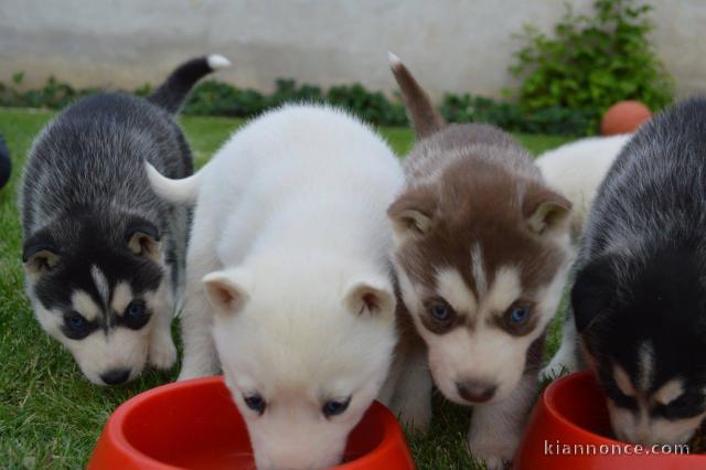 Donne chiots husky siberien 