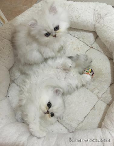 Chatons Persan a donner
