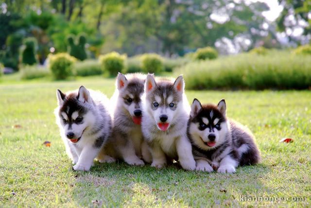 Pour Noël chiots Husky de Sibérie a donner contre bon soins
