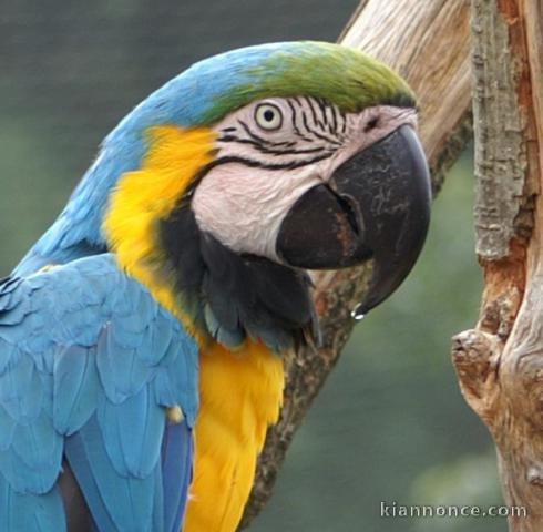 Parrainage de cœur / Grands-parents de cœur sur  le 75