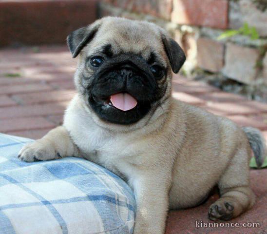 Disponible chiot carlin !