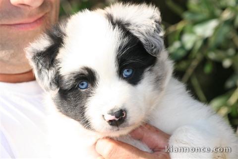 A DONNER MAGNIFIQUE border collie urgent