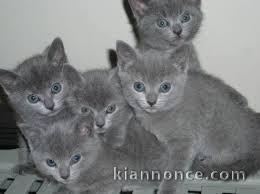 Superbes chatons chartreux agés de trois mois