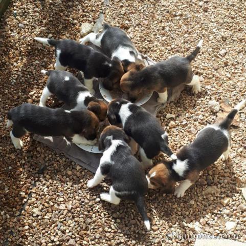 Superbes Chiots Beagle Pure Race