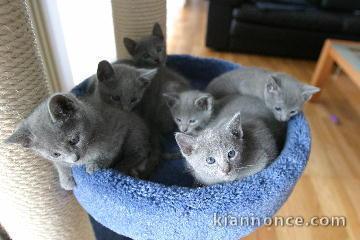 Chatons Chartreux mâles et femelle pour