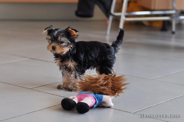Adorables Chiots yorkshire terrier disponible pour adoption 