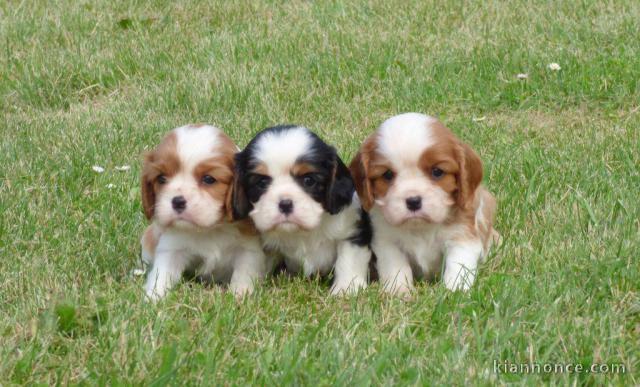 Adorables Chiots Cavalier King Charles Pure Race