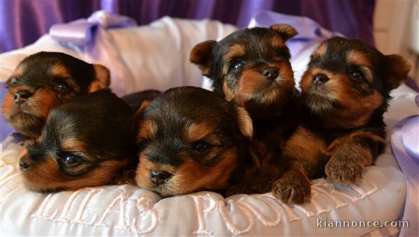 Superbes Chiots Yorkshire Terrier Pure Race