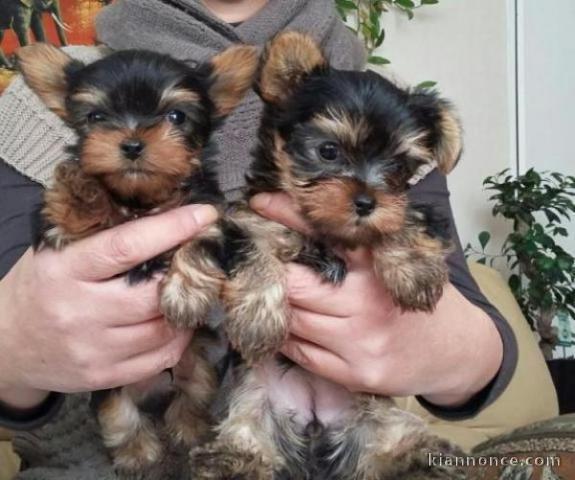  Chiots YORKSHIRE LOF