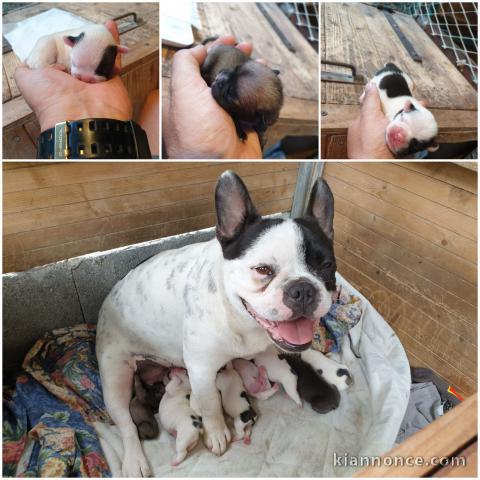 chiens type bouledogue français