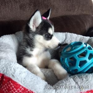 Magnifiques Chiots Husky Sibérien Lof