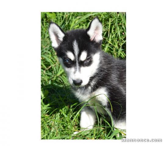 Magnifiques Chiots Husky Sibérien Lof