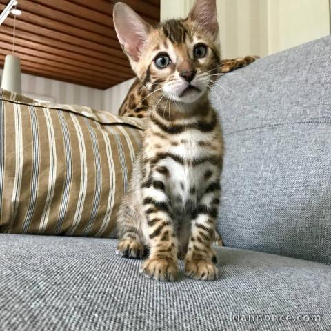 Magnifiques chatons Disponibles