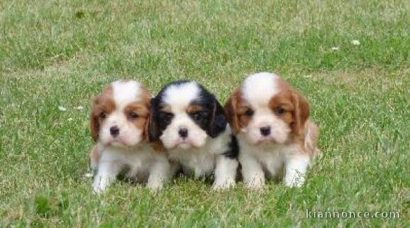 Adorables Chiots Cavalier King Charles Pure Race