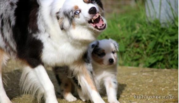 Magnifiques Chiots Berger Australien Pure Race,Grandes Lignées
