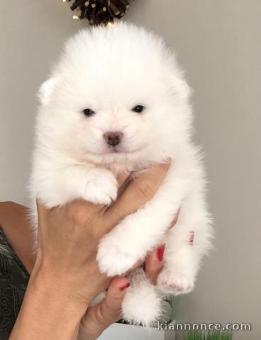 Disponibles 3 chiots Spitz Nain