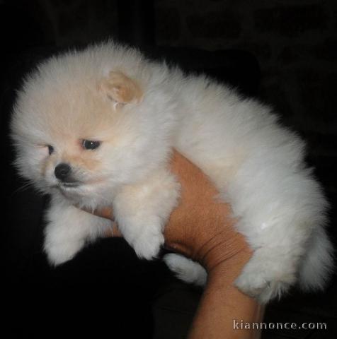 Nous avons 1 garçon et 1 fille chiots Spitz Nain