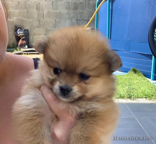 Magnifiques Chiots Spitz Nain Poméranien