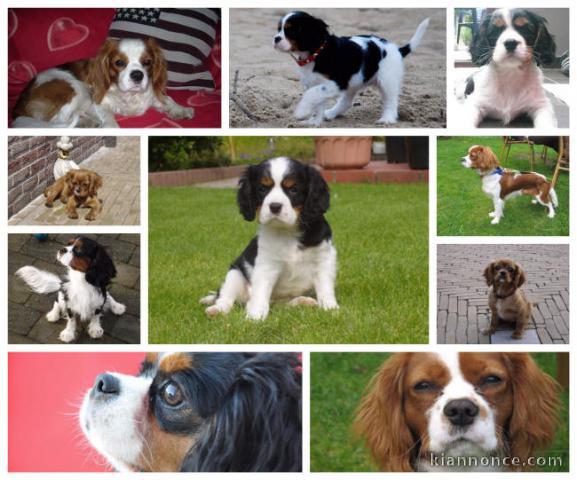 Chiots cavalier king charles