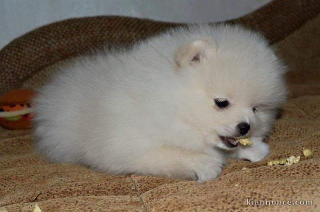 02 chiots shih tzu non LOF