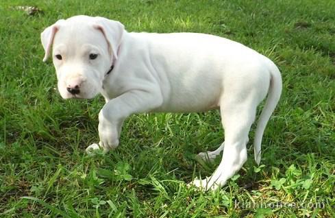 Chiots dogue argentine pour bonne maman