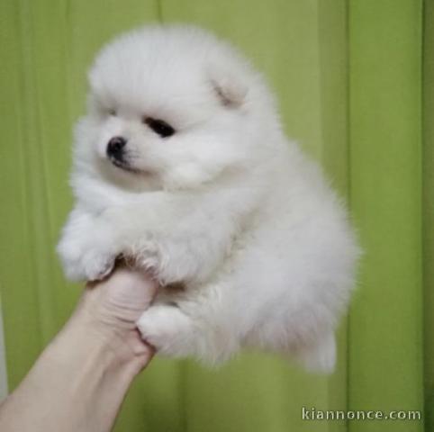 Jolis chiots spitz nain 