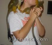 Adorables Bébés Singe Capucin Pure Race Pedigree