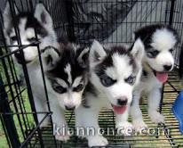 Donne en adoption superbes chiots type Husky Siberien 