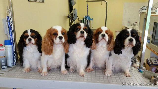 Chiots cavalier king charles lof
