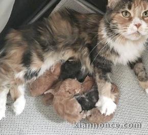  Sublimes Chatons Maine Coon, Jolis Pédigree