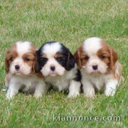 Magnifiques chiots biewer yorkshire terrier
