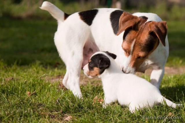 Sublimes Chiots Jack Russel Pure Race,