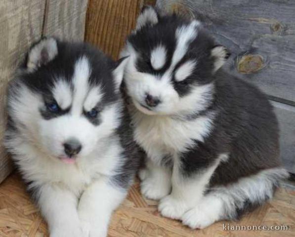 Vous cherchez chiot Husky ? 