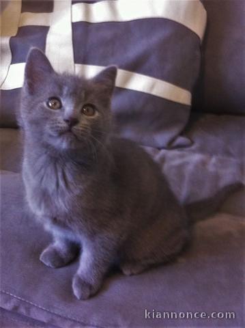 MAGNIFIQUES CHATON CHARTREUX