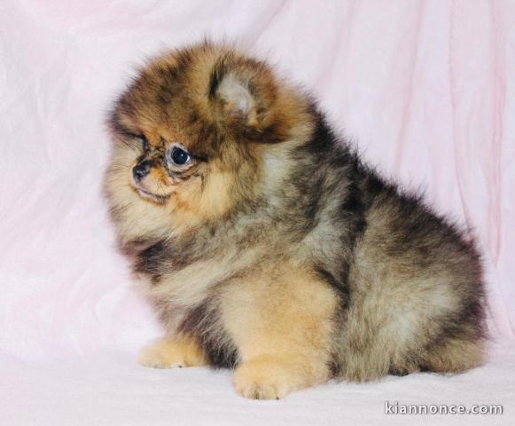 Chiots Spitz Nain disponibles de suite